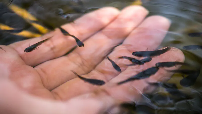 Writing with ADHD (Or, Fishing Barehanded)