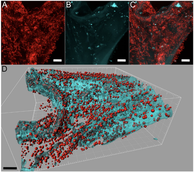 Figure 1. A) Microscopic image of bacteria fluorescing on a sponge (red) B) Surface of the sponge (blue) C) Overlay of fluorescent bacteria and sponge. D) 3-D rendering of bacteria (red) on the surface of a sponge (blue) (Scale bar = 10µm). [Source](http://www.dx.doi.org/10.1038/s41598-017-06055-9).