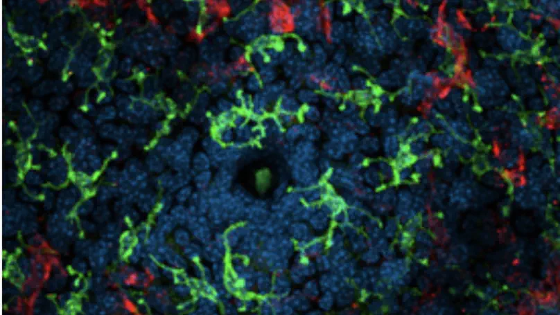 How to Train Your T Cell(s): The Hidden World