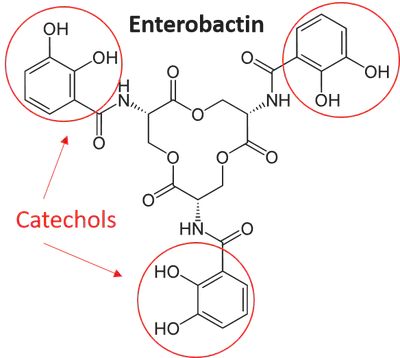 Figure 2. Enterobactin uses catechols (red) to bind iron and copper. [Source](https://en.wikipedia.org/wiki/Enterobactin#/media/File:Enterobactin.svg).