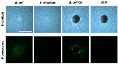 Figure 3. When _E. coli_ and _B. subtilis_ are grown on agar together (top left), _B. subtilis_ begins sporulation indicated by the expression of fluorescent proteins (bottom left). However, culturing _B. subtilis_ with _B. circulans_ (top right), doesn't induce sporulation (bottom right). [Source, Fig. 1](http://aem.asm.org/content/83/10/e03293-16/F1.expansion.html).
